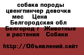 собака породы цвенгпинчер девочка 4 мес. › Цена ­ 7 000 - Белгородская обл., Белгород г. Животные и растения » Собаки   